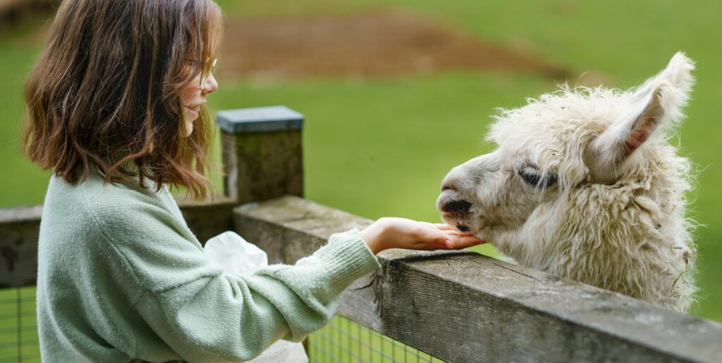 Person interacting happily with an alpaca 